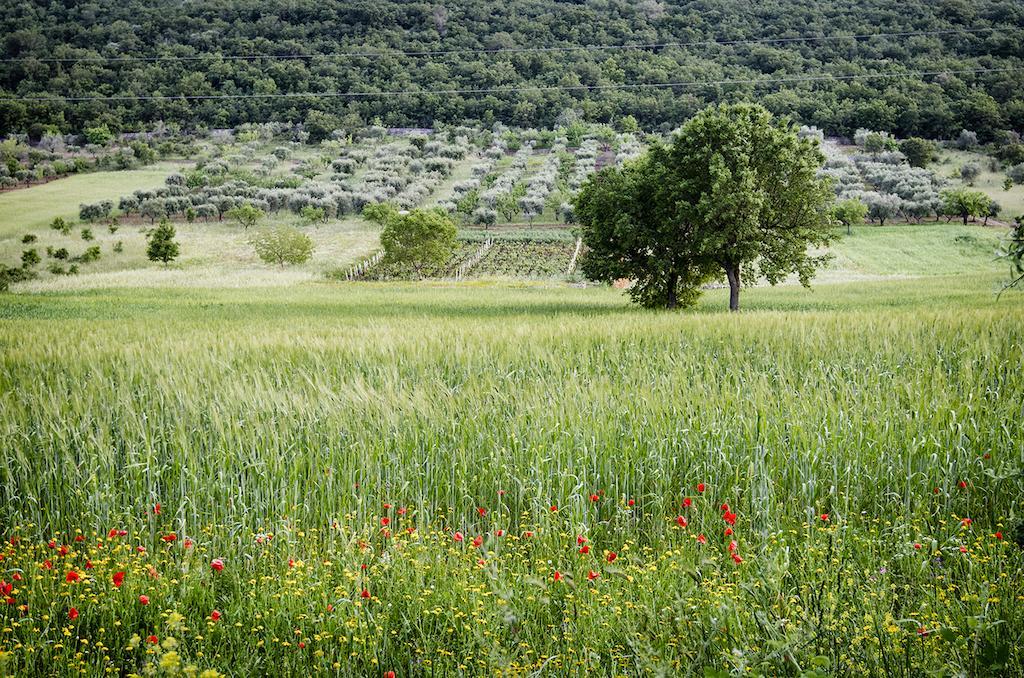 Masseria Mazzalorsa Alberobello Eksteriør bilde
